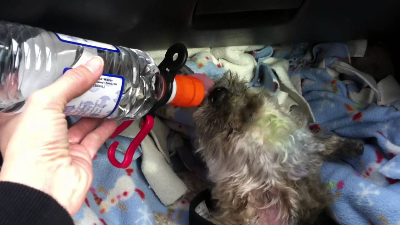 my favorite groomer clippers Demo Sueii Pet Top Travel water bottle for a pet