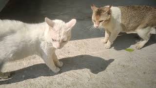 Two cats fighting over for  one puppy did not go well.#cats #puppy #fightingcat #smartcat&kitten