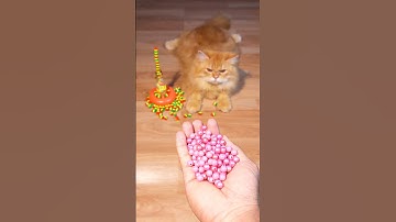 Cat Barsik 🌈❤️💗 Beads Reverse video #cat #marblerunandmore #funny