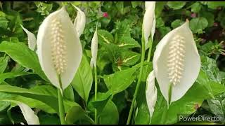 Peace lily  कौनसे Fertilizer ने किया कमाल की पौधे फूल से भर गए