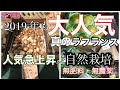 2019年度！真のラ.フランスご予約！&自然栽培野菜