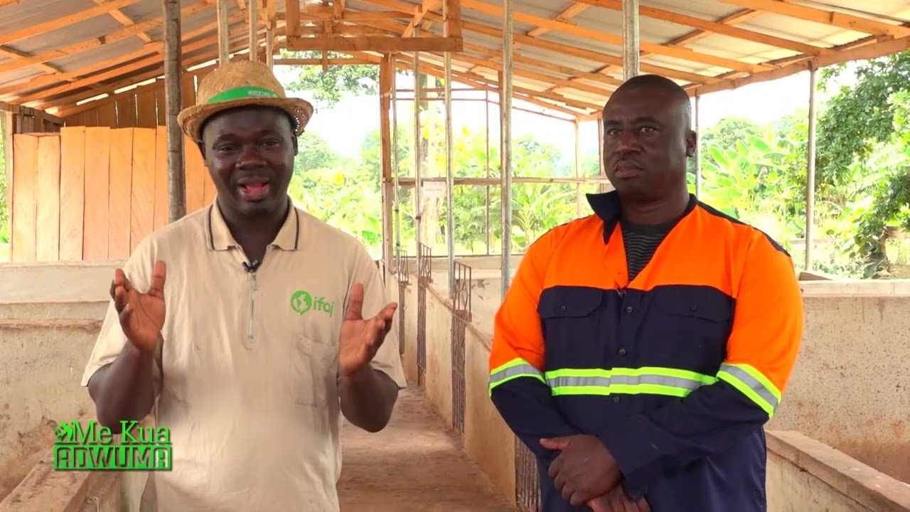 Meet Nana Kwadwo Poku Bonsu, Customs Officer with his 200 cattle,1,200 acres of maize