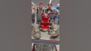 Alligator Family Boards! Emotional Support Jaws at Gate!