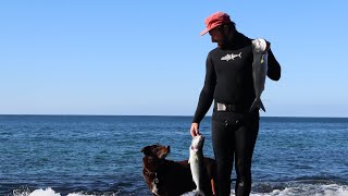 Great Ocean road spearfishing session.