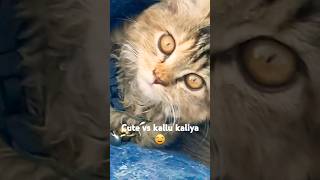 Kitkit Being Kallu Kalia cat cats kallukaliya henry funny kitty shorts viral trending