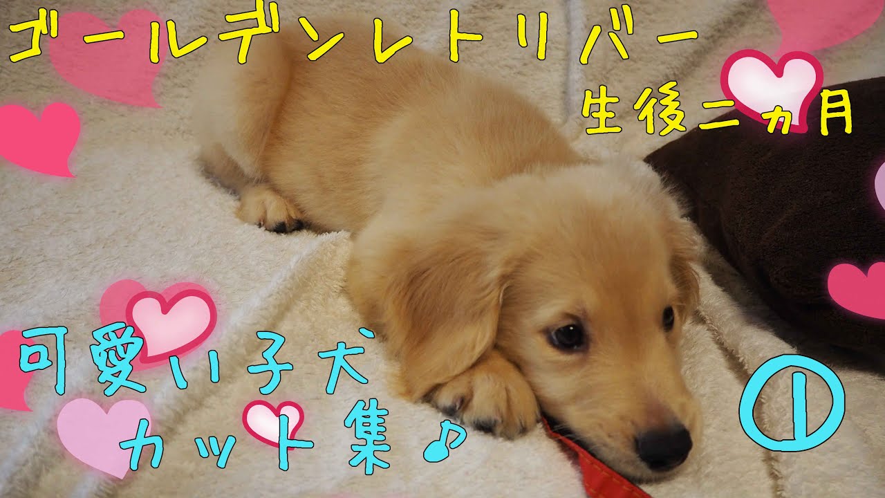 子犬の可愛いシーンまとめ その ゴールデンレトリバー生後二ヵ月ペタ Youtube