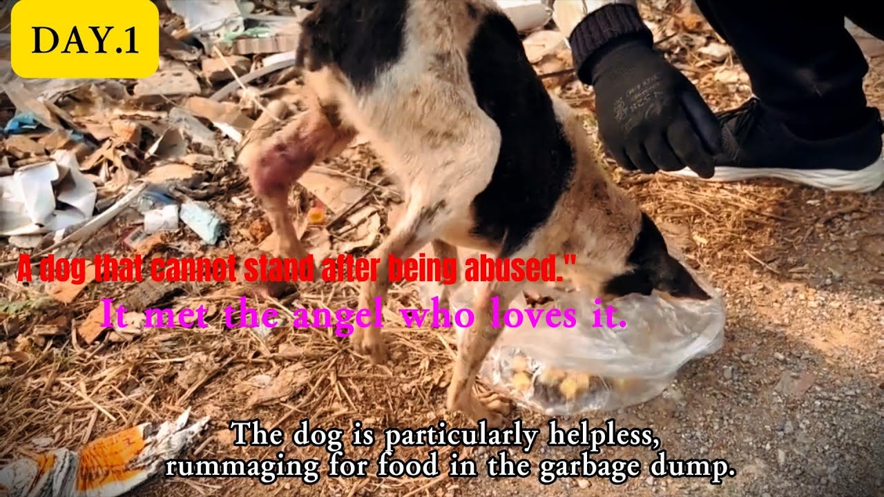 The Heartwarming Rescue of an Abused Stray Dog - YouTube