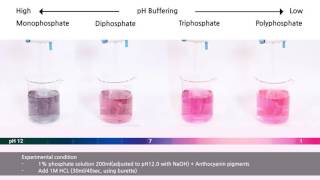 SDBNI Phosphates pH buffering