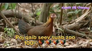 ສຽງ​ ໄກ່​ປ່າ​ 100% poj​ qaib​ seev​suab​ zoo​ 2023