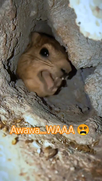 AWAWA....WAAAA 😵 #funny #trending #memes #cute #animals #hyrax #awawa #wildlife #shorts #nature