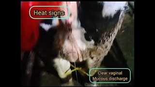 Heat Detection In Cow Heat Signs In Cattle How To Check The Heat Of Cow Buffaloanimals 