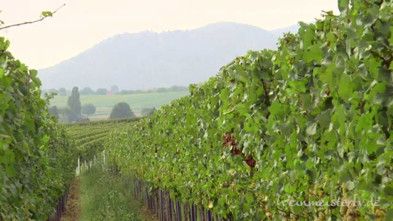 Imagefilm Weingut Michael Schaurer Insheim