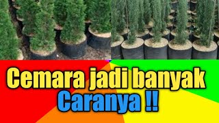 Cemara - dengan cara stek jumlah ribuan