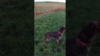 A Show Champion wire haired pointer gets an introduction to deer stalking