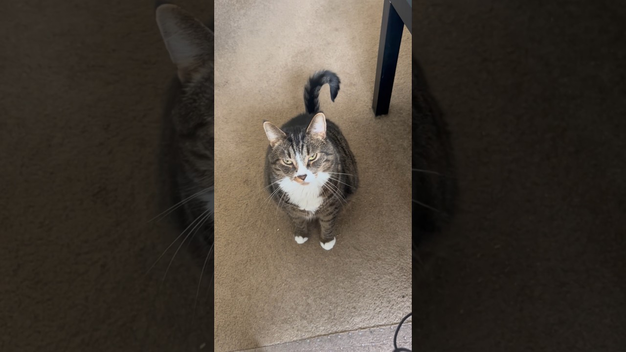 Poe is not happy about turning 5! Happy birthday Poe Poe!! 🥳😆 #PoePoeDeMeowMeow #HappyHumpDay adlı videoyu YouTube'da izle Poe is not happy about turning 5! Happy birthday Poe Poe!! 🥳😆 #PoePoeDeMeowMeow #HappyHumpDay adlı videoyu YouTube'da izle