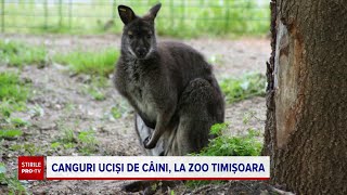Bone pentru animale - Stirile ProTv