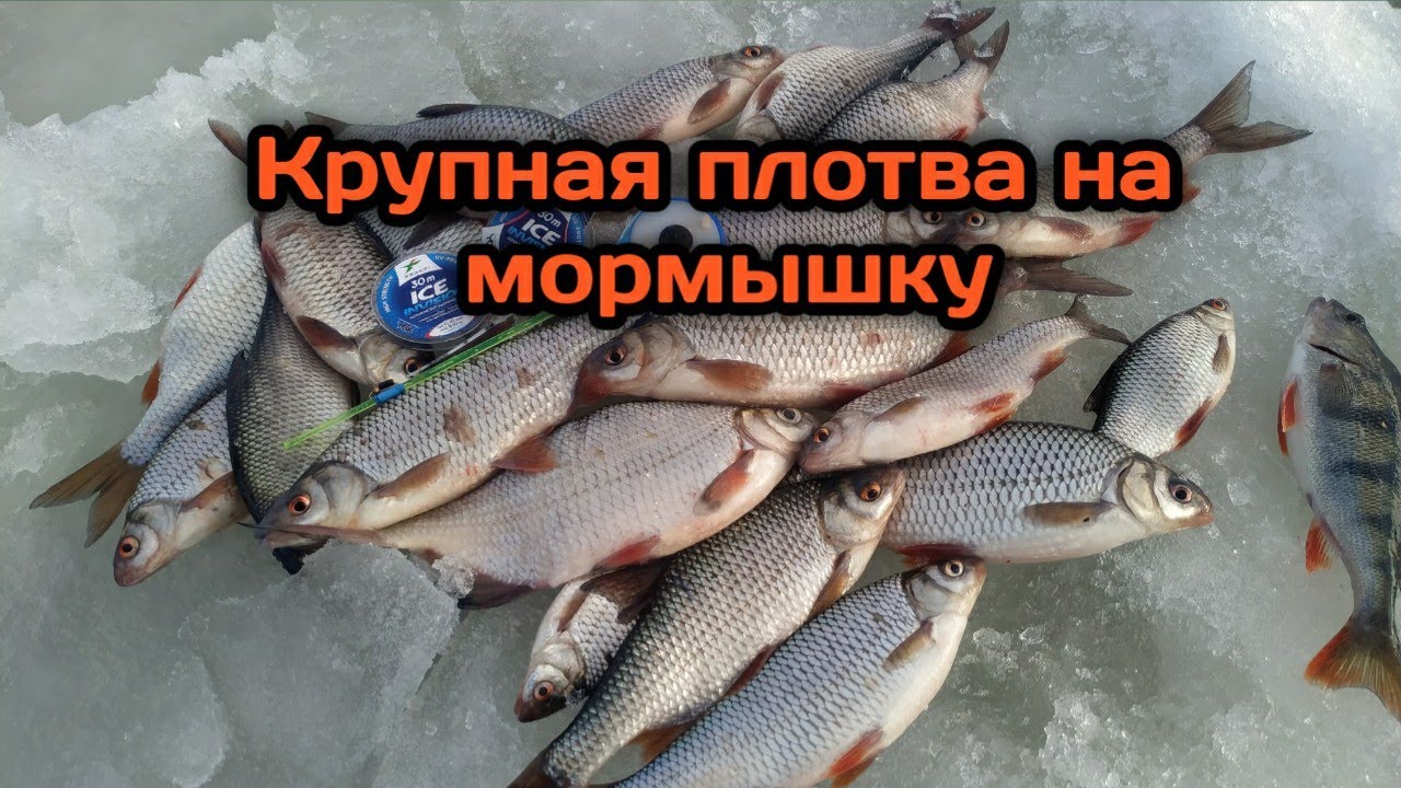 Плотва на волге
