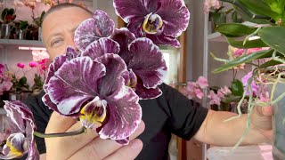 бесперспективные орхидеи НЕ БОЙТЕСЬ цветоносы орхидей из точки роста // орхидеи дают ПОТОМСТВО