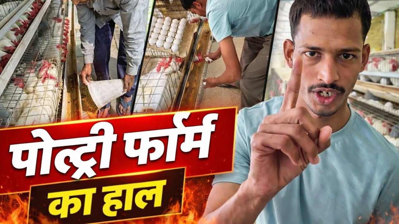 Poultry Farm Ka Real Kaam | Sach Kya Hai? @Hritikvlogger 