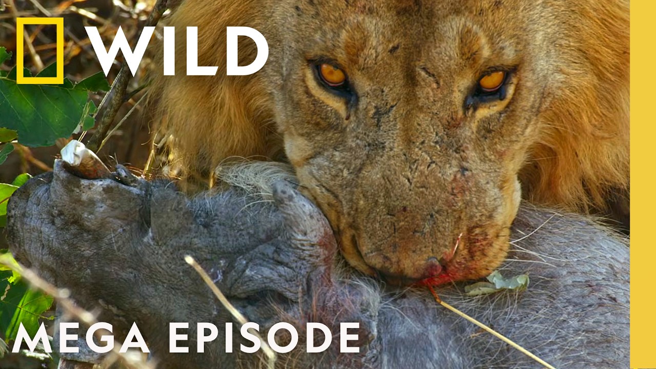 Sacrifices, Rebellions, and Rivalries | Savage Kingdom Seasons 2 & 4 Mega Episode | National Geographic Animals – Documentary