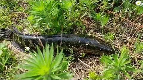 Câu cá lóc ở Hàn Quốc