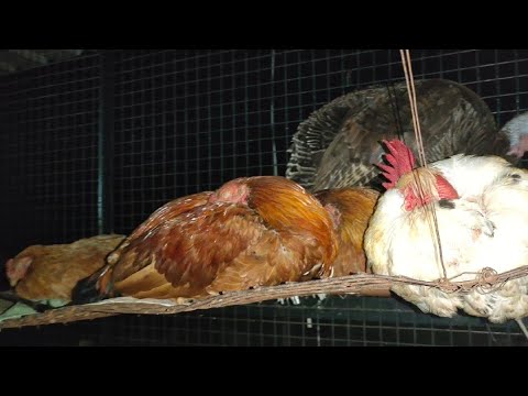 Wideo: Czy kurczaki śpią siedząc?