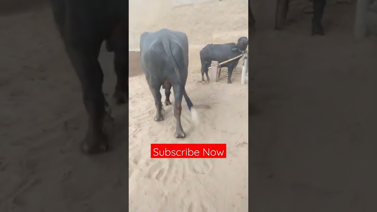 Buffalo bull meeting video