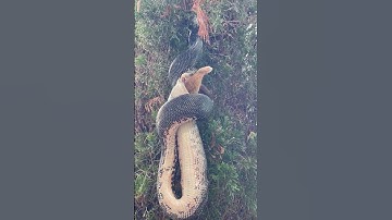 Carpet Python Swallows Possum In Spectacular Fashion