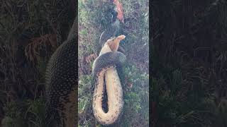 Carpet Python Swallows Possum In Spectacular Fashion