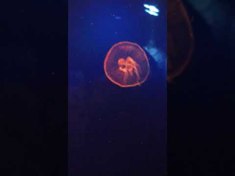 jelly fish Dubai mall aquarium #shorts #dubai