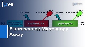 Fluorescence Microscopy Assay:Monitoring Mitophagy-Yeast Saccharomyces cerevisiae l Protocol Preview