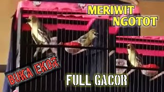 Burung Sirtu Gacor Buka Ekor,Cipoh Meriwit ngotot #kicaumania