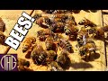 How We Install Bees Into A Top Bar Bee Hive - Spring 2020 Version