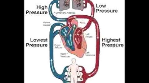 Open Vs, Closed Circulatory Systems - A Level Biology
