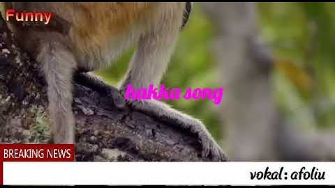Nyin sim nan cet sui nan liong