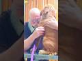 Dog vs Vet #dog#fyp #funny #doglover #funnydog #viralvideo