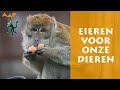 Dieren krijgen paastraktaties  stichting aap
