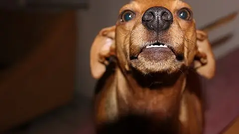O que acontece com o cachorro quando as plaquetas estão baixas?