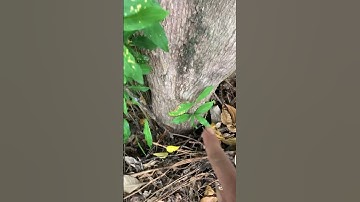 Cây Lộc vừng dáng ngũ phúc