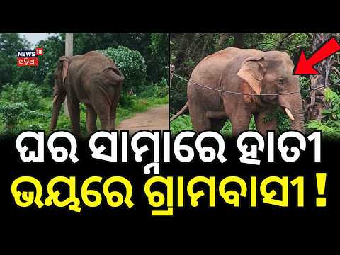 ଘର ସାମ୍ନାରେ ହାତୀ ଭୟରେ ଗ୍ରାମବାସୀ ! Tusker Repeatedly Enters Mahapada Village | Dhenkanal | Odia News