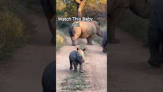 Baby Rhino Playfully Running Around Mom & Dad🦏#BabyRhino #Wildlife #AnimalLovers #short#NatureShorts