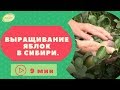 Выращивание яблок в Сибири. Опыт