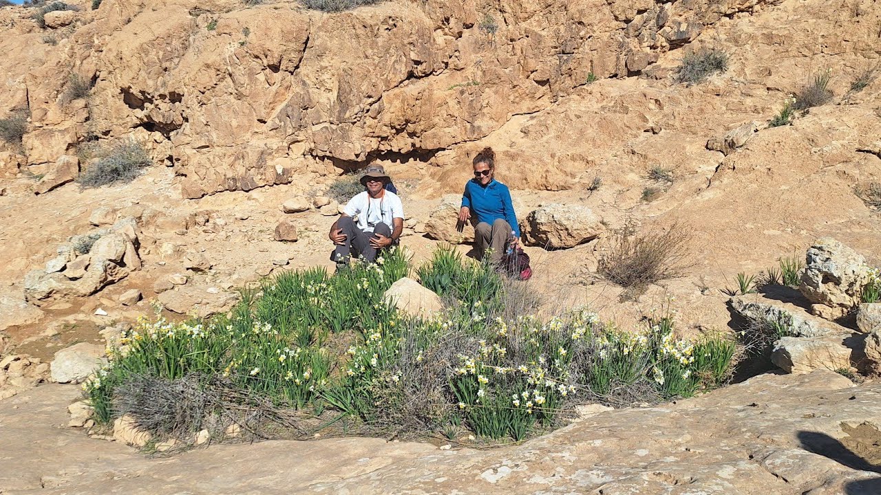 נחל חצץ, 16.01.2026, זרי נרקיסים מלא העין, גבים, מוריקניה מבריקה במסלול מיוחד עם האחת שאיתי