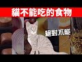 這8種常見食物絕對不能給貓吃 嚴重恐喪命 貓奴切記 養貓必看EP33 這8種常見食物絕對不能給貓吃 嚴重恐喪命 貓奴切記 養貓必看EP33