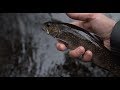 Fly fishing upper peninsula mi short  dark waters fly shop