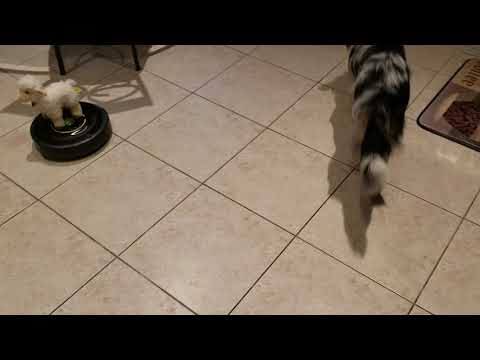 Thor practicing is