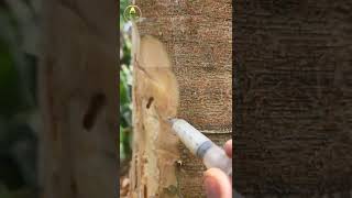 Cara Ampuh Basmi Ulat Jengkol ● Insektisida @prjjengkol  #prjfarm #jengkol #pohonjengkol