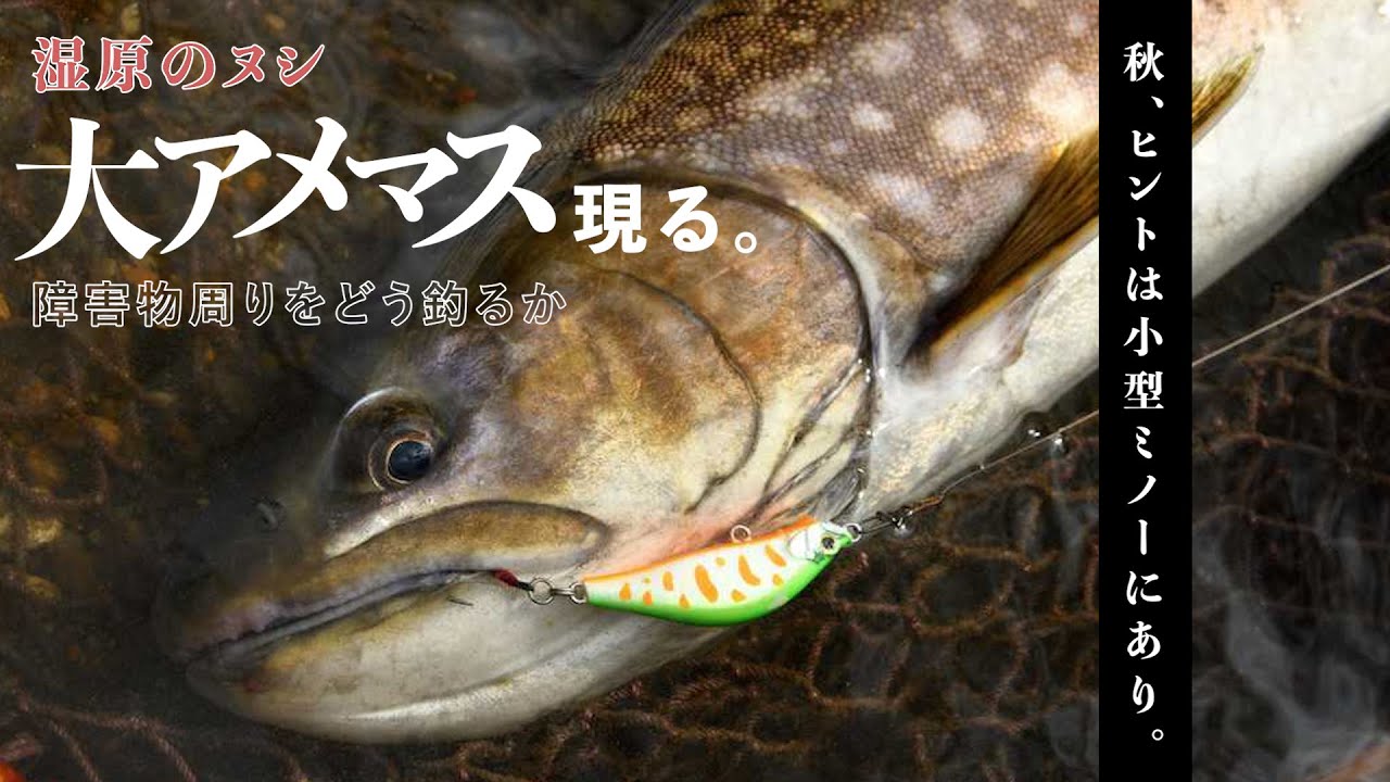【ルアートラウト】圧巻の大アメマス現る！北の大地／秋の湿原河川