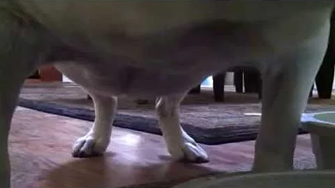 Noises of Nila