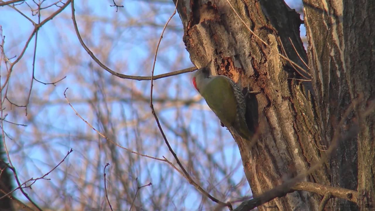 [4K] アオゲラ（3）初めての4K（北本自然観察公園） - Japanese Green Woodpecker - Wild Bird